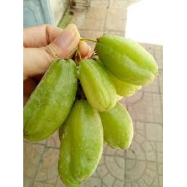 cây khế tàu cao 80-100cm.