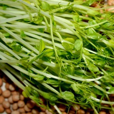 Hạt giống Mầm Đậu Hà Lan Gói 50gr