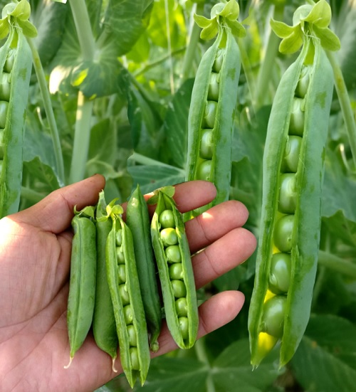 Hạt Giống Đậu Hà Lan