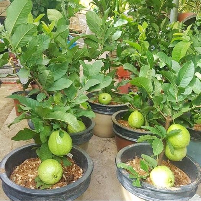 Ổi Đài Loan lê đang trái