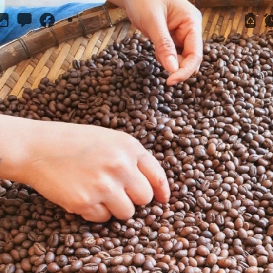Cà phê hạt rang mộc ROBUSTA & CULI  (mix: 50%ROBUSRA & 50% CULI) rang xay sạch 100% 500g/bịch