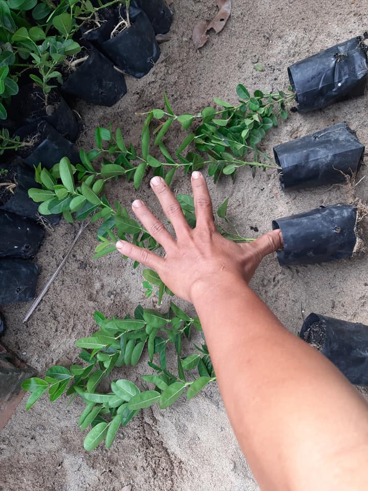 Cây Siro cao 50cm (ảnh thật)