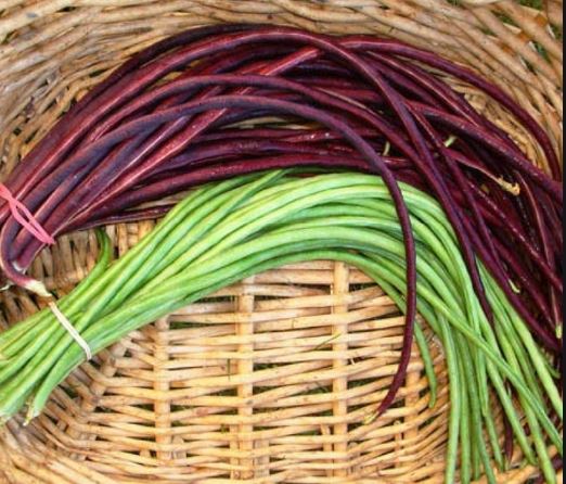 Gói 10GR hạt giống Đậu Đũa Tím Cao Sản (Da Tím)