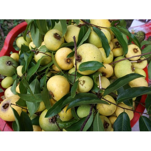 Cây giống cây thị thơm cô tấm cố tích