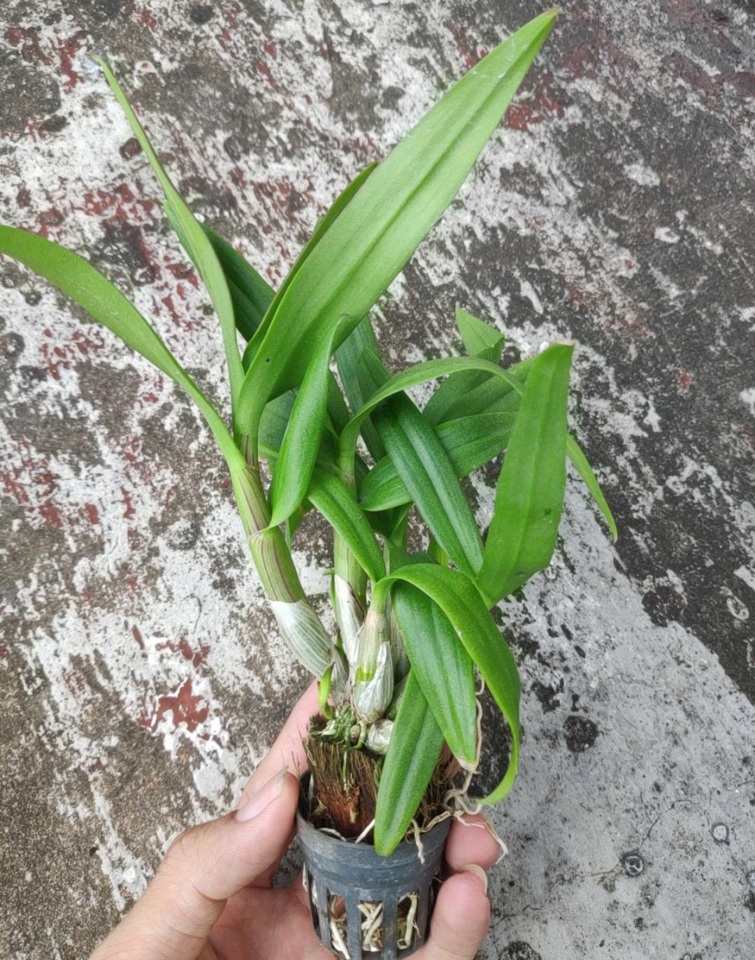 Dendro Thái nhiều màu, siêng hoa.