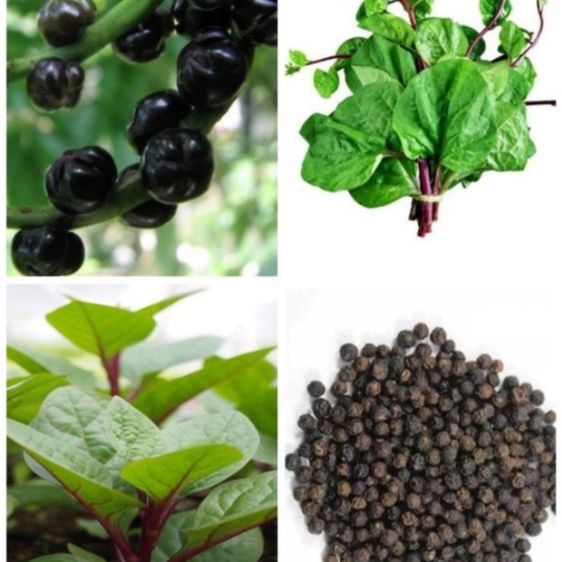 Hạt giống rau mồng tơi tím thái lan -gói1 gram(tặng kèm phân bón)