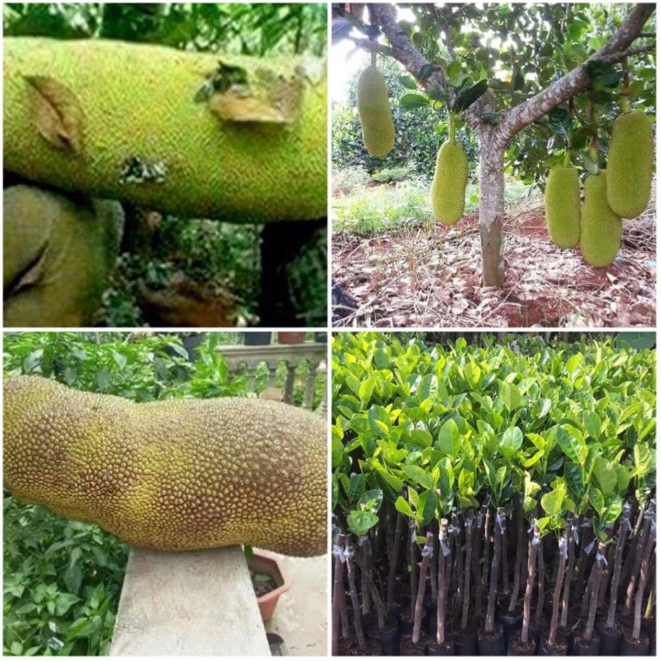 CÂY GIỐNG MÍT TRÁI DÀI MALAYSIA