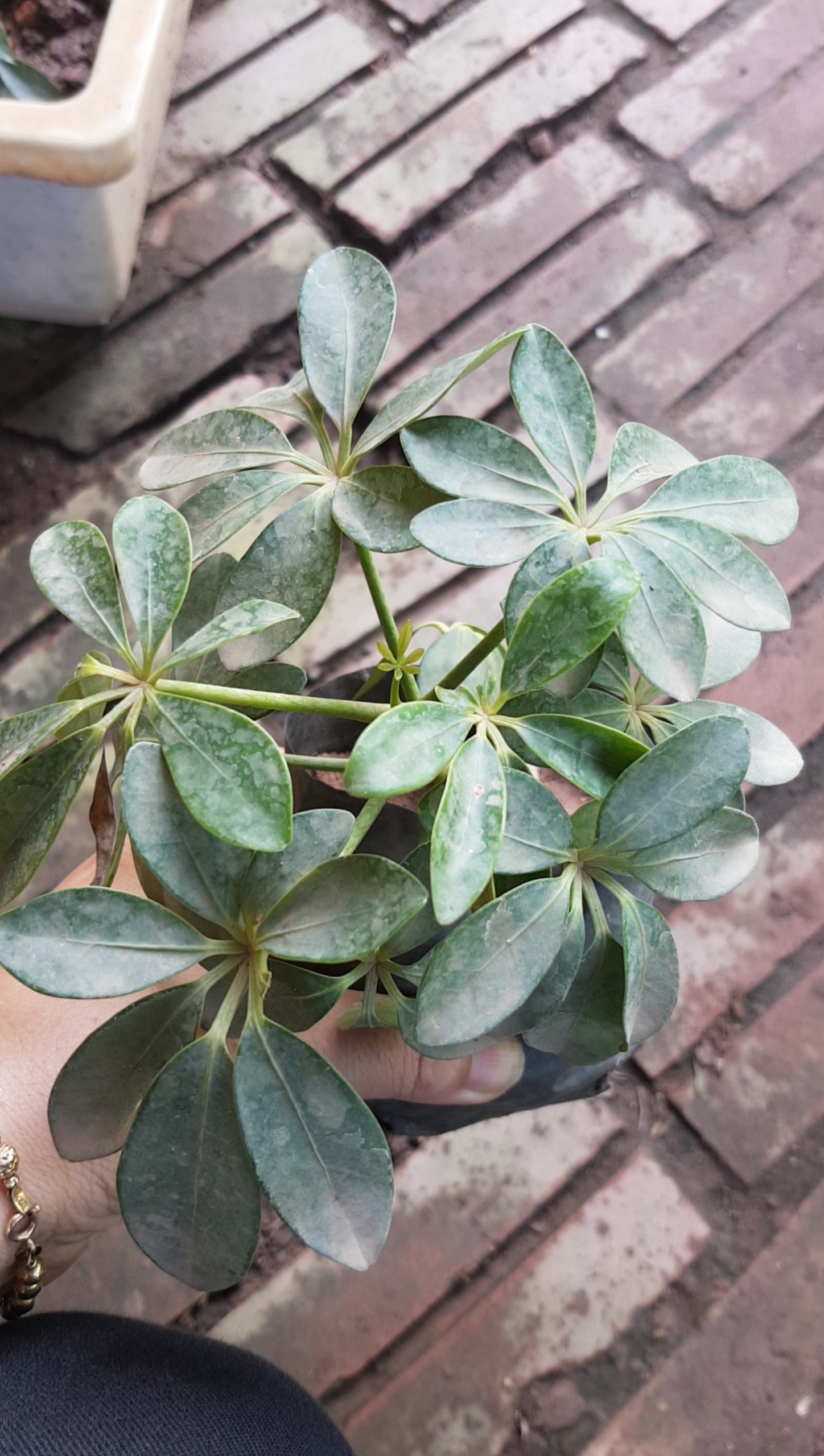 Ngũ gia bì cảnh