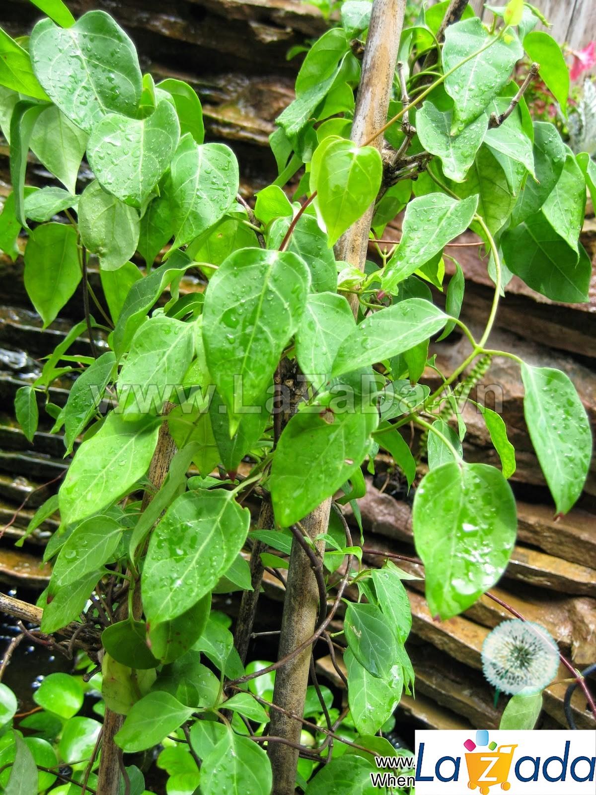 40.HẠT Hạt Giống Lá Giang (| B44*W50)
