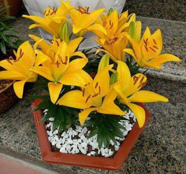 Củ hoa ly lùn trồng tết, củ đẹp