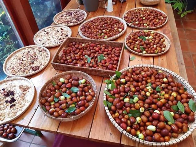 Cây hồng táo cao 1 met