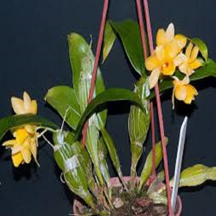 [FREESHIP - Xả Khô Máu] Hoa phong lan - kiều dẹt (khóm 3 cây,cao 35cm, bộ rễ khỏe)+ 700g phân thỏ hữu cơ