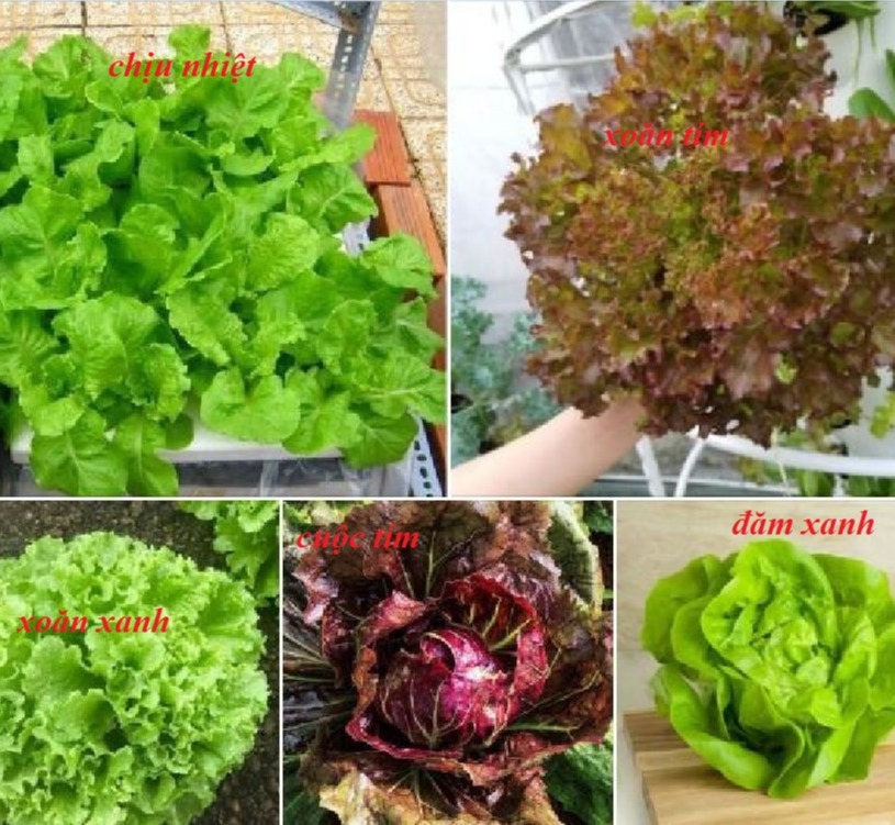 COMBO 5 gói hạt giống rau xà lách - tặng  phân bón