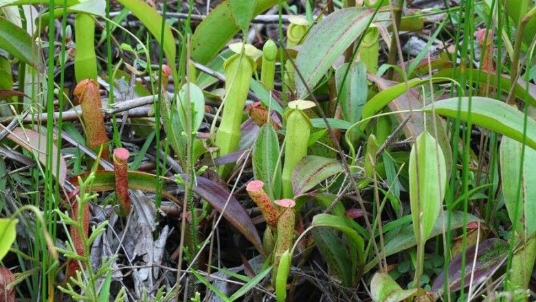 [HCM]hạt giống nắp ấm Nepenthes mirabilis