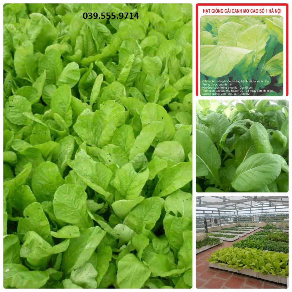 Hạt giống cải mơ cao sản – 50gram