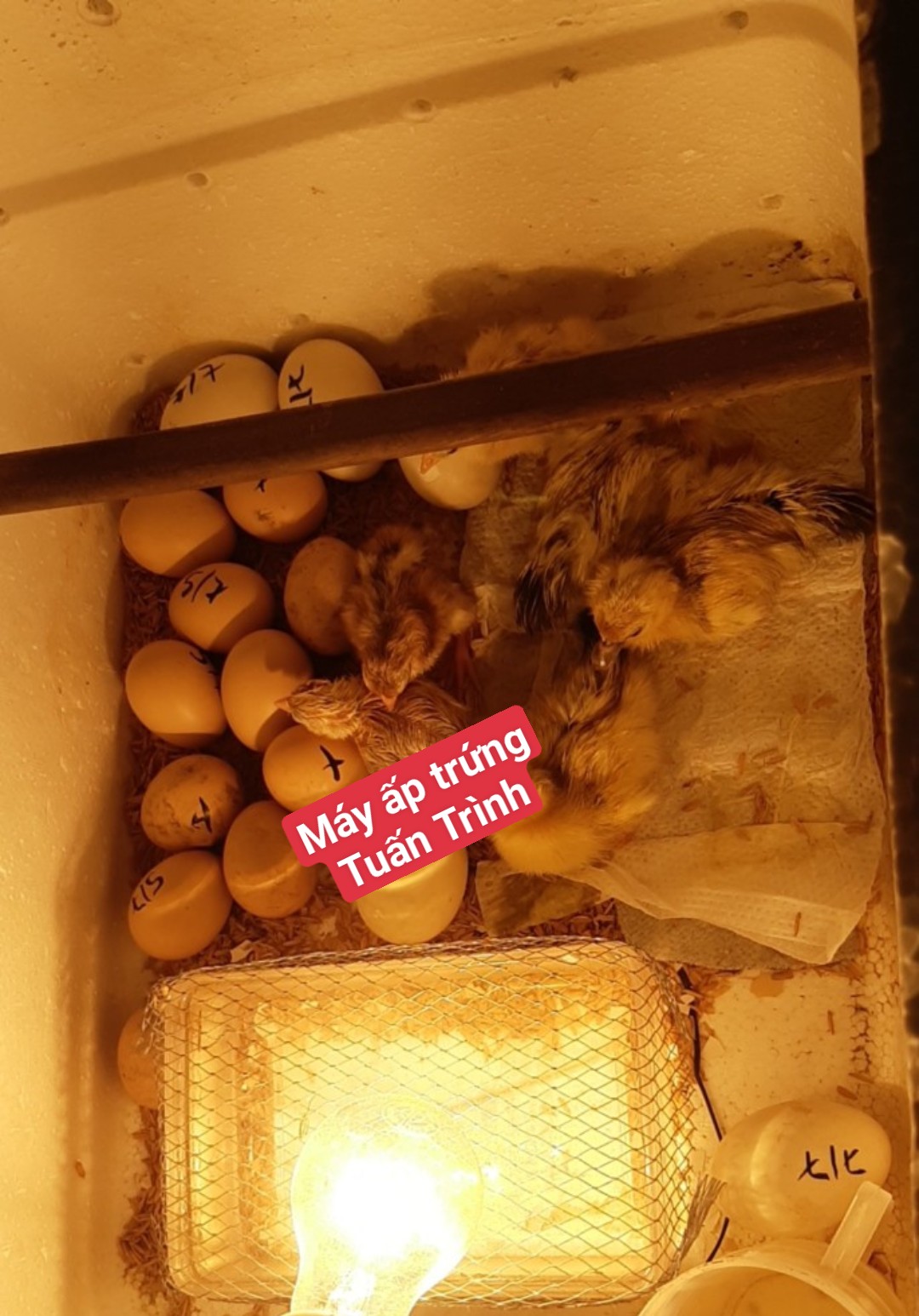 Máy ấp trứng mini tự chế