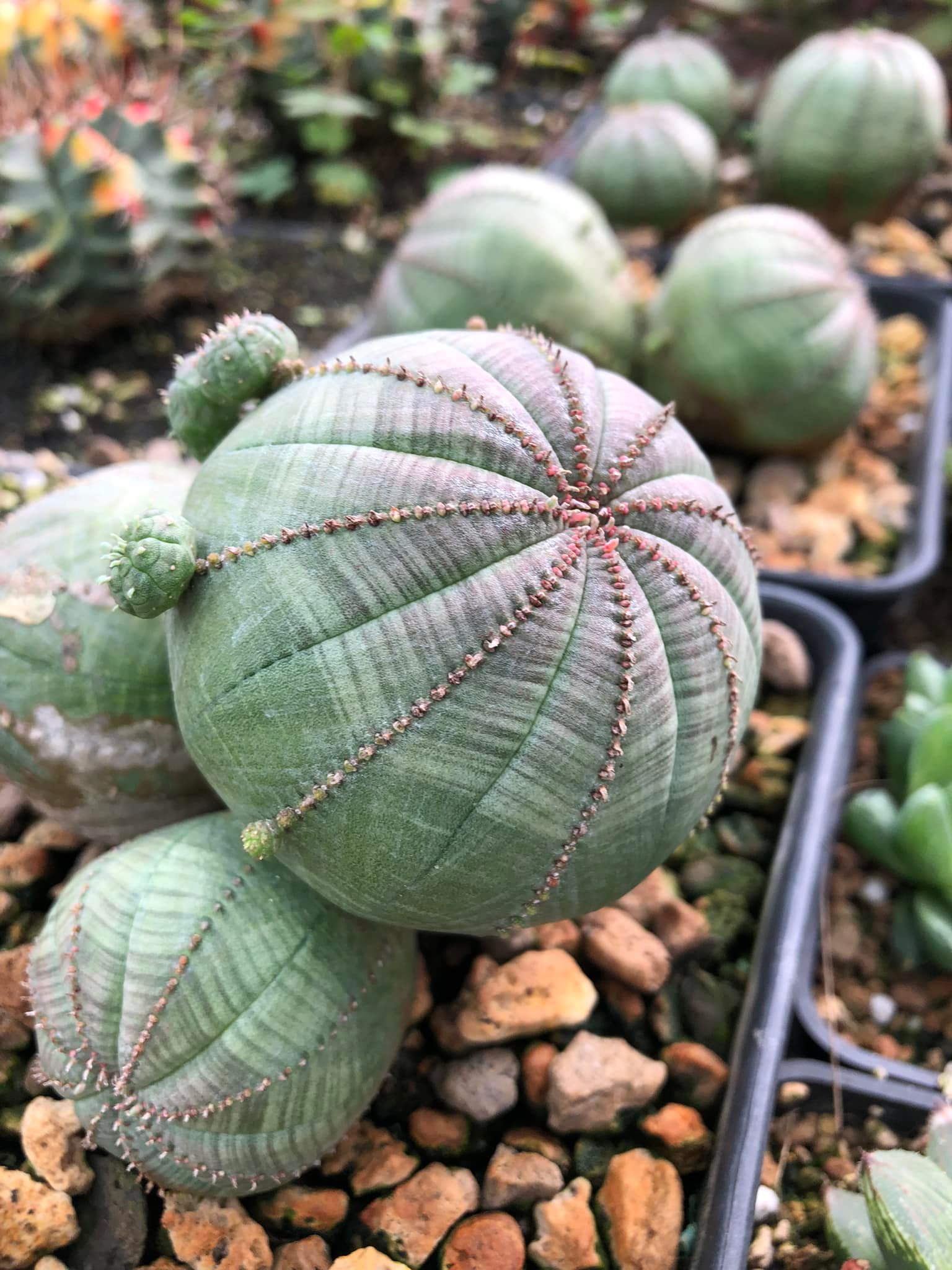 Xương rồng bóng chày Obesa