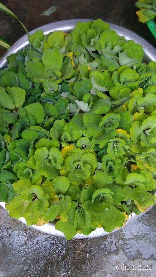 Bèo cái - Cây thủy sinh (1 gói 5 gốc)