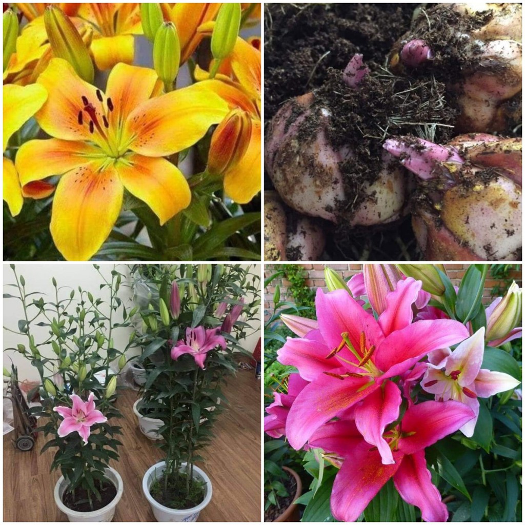 Combo 5 Củ Ly kép Thân cao Màu Vàng (Củ Ly Giống)