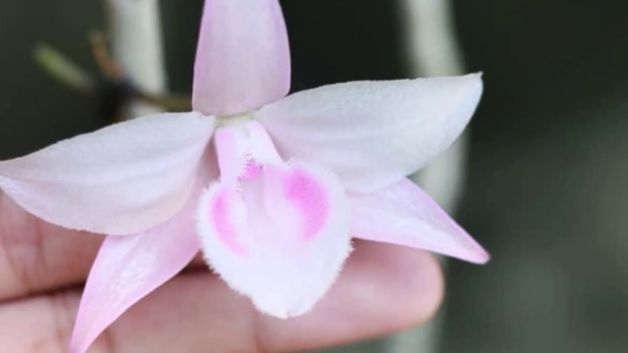 Phi Điệp Hồng Á Hậu cực đẹp