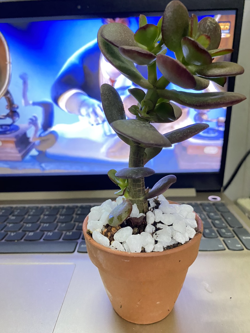 SEN ĐÁ THẠCH BÍCH ĐỎ ( 12CM ) kèm chậu 1990s