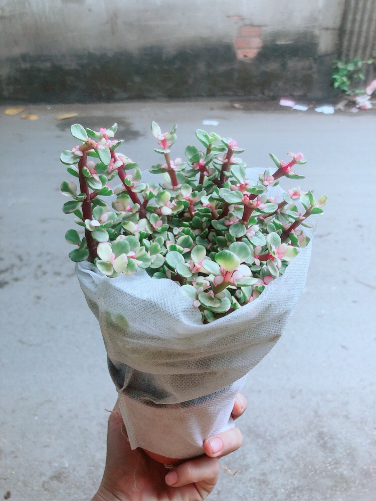 [HCM]Cây Cành Vàng Lá Ngọc