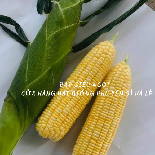 Hạt giống bắp siêu ngọt Nova gói 50 gram