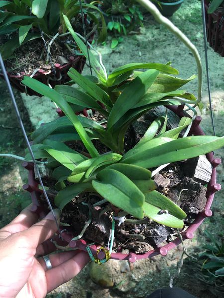 Hoa lan Giáng hương quế nâu