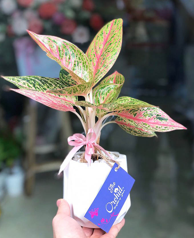 Cây thịnh vượng - Cây cảnh mini