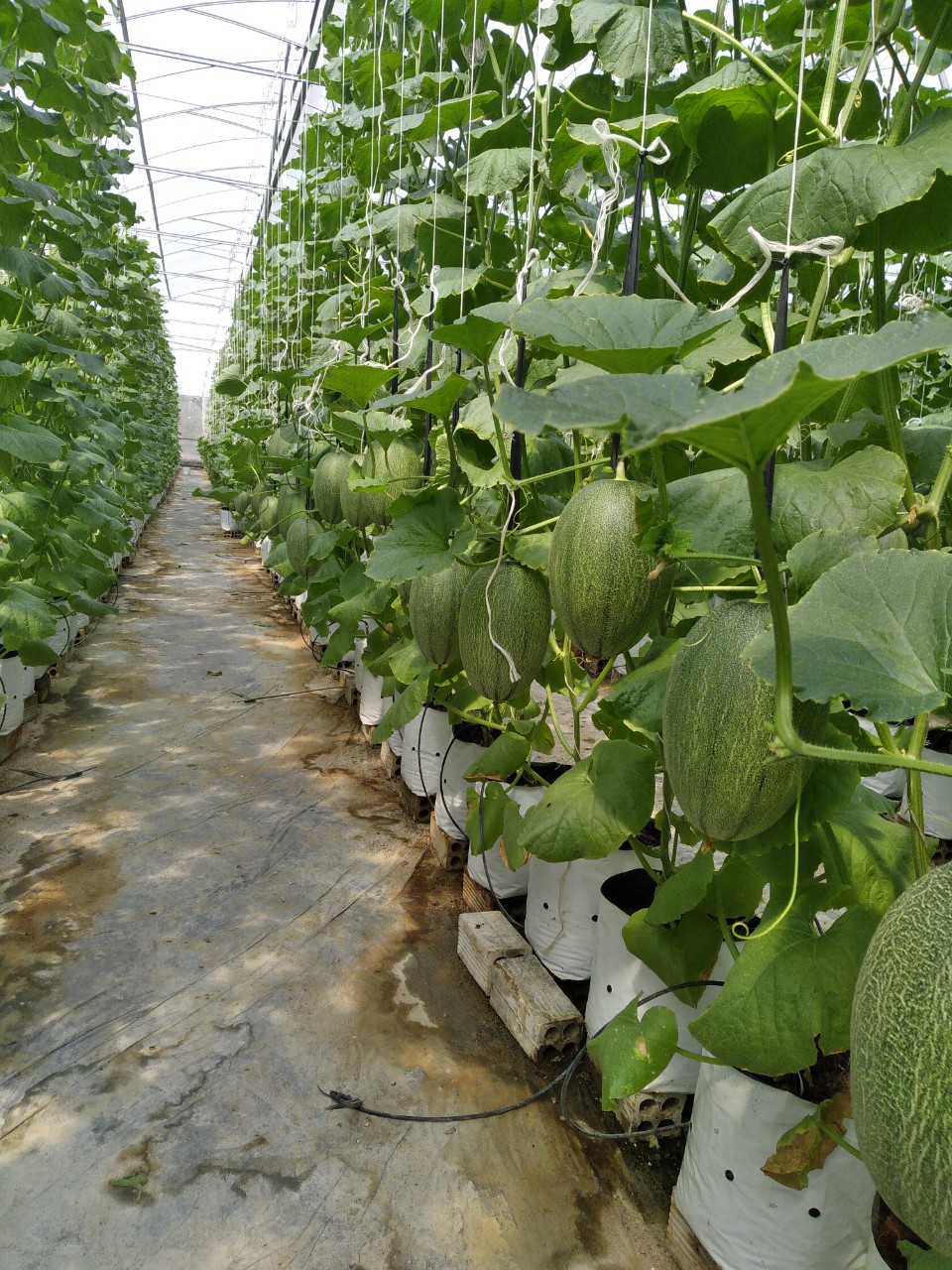 Hạt giống dưa lưới Mật KF Siêu Ngọt, Trái To_KIEUFARM_ Gói 10gram (295 - 312 hạt)