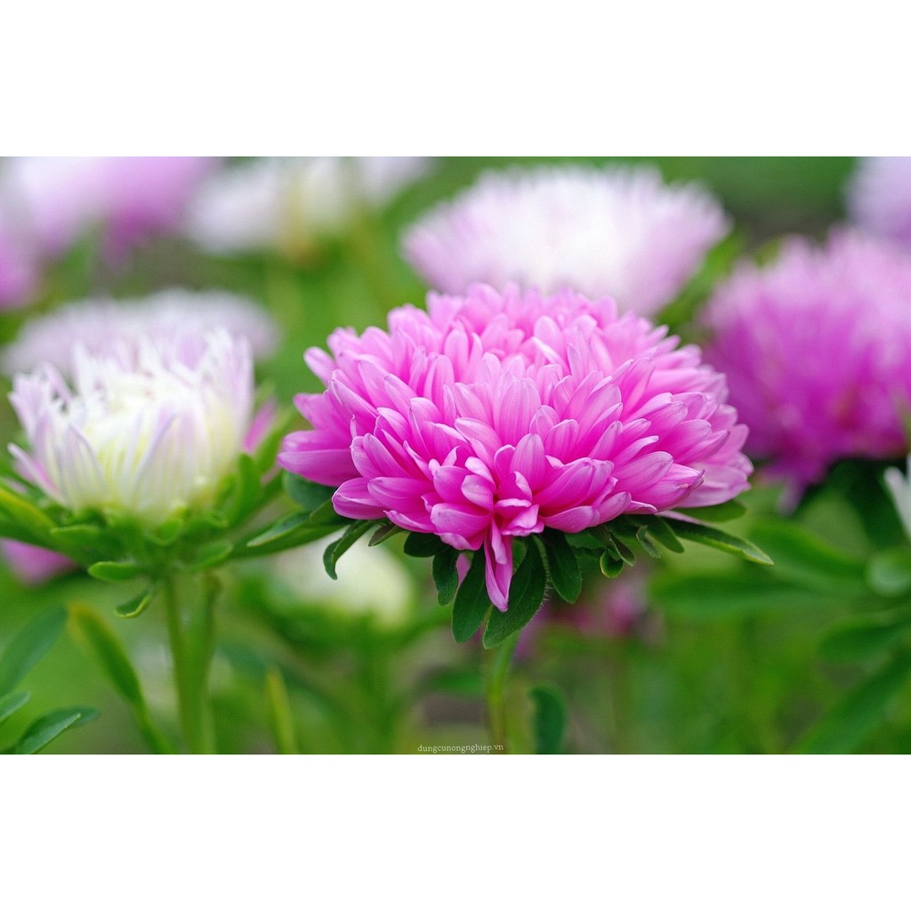 Chrysanthemum seeds great đóa mix-pack 0.5gr