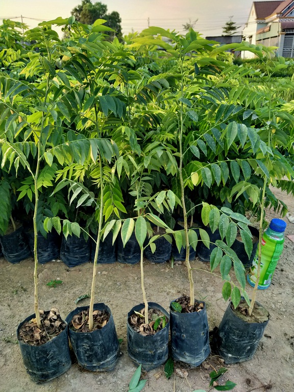 Combo 10 cây xưa đỏ cao 50cm - cây đẹp giá rẻ