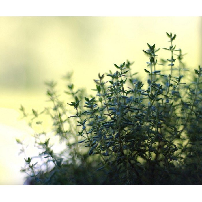 MA48B GÓI 10 Hạt Giống Cỏ Xạ Hương Thyme