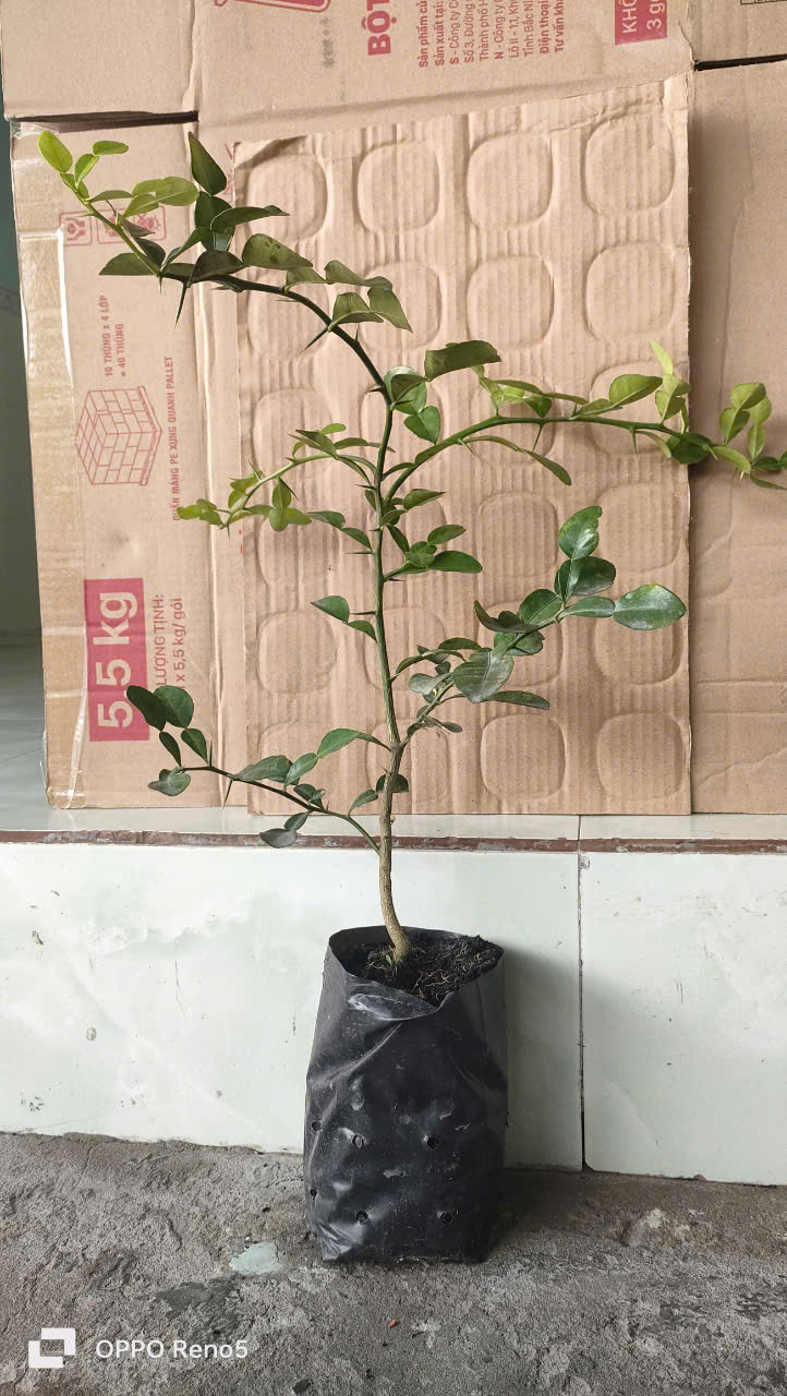 Cây chúc. Chanh thái. 5 cây. HÀNG ĐẸP