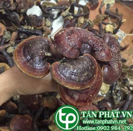 Nấm lim xanh rừng khô 100g - tấn phát