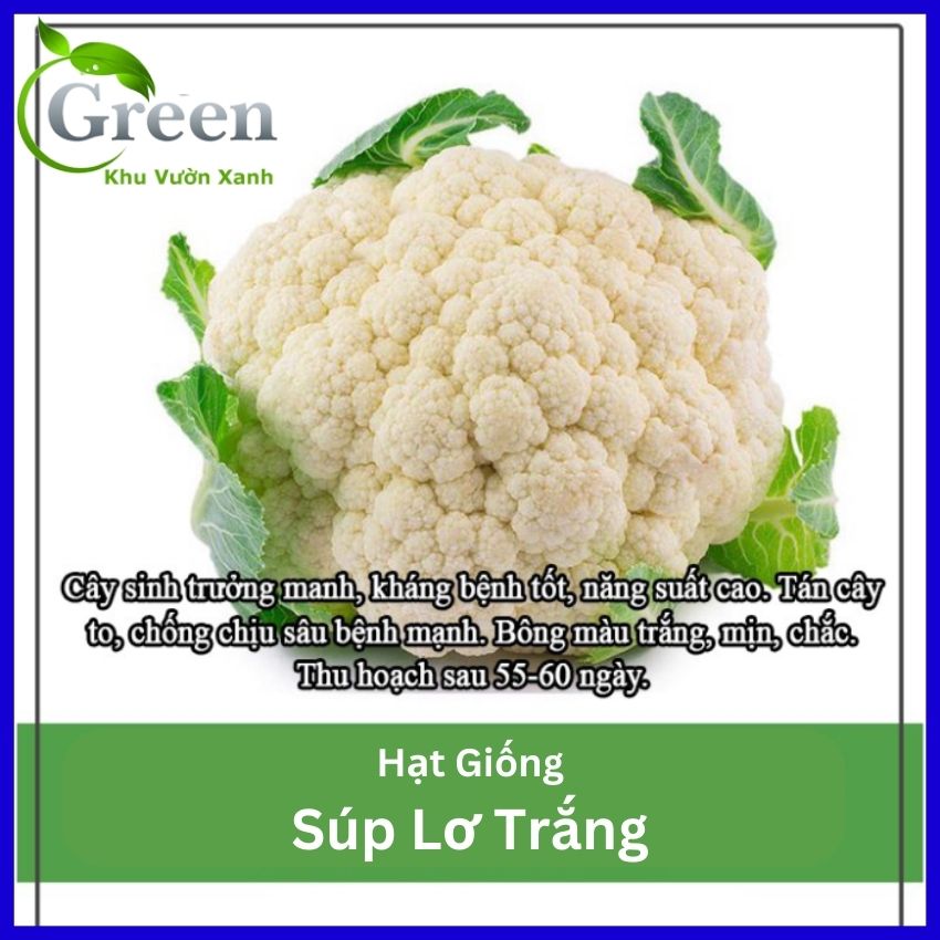 Hạt Giống Bông Cải Trắng Lai F1 (Súp Lơ Trắng)