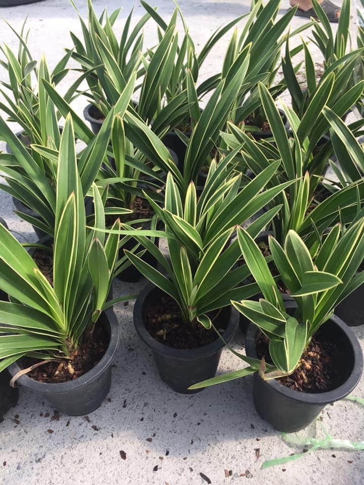 CHẬU địa lan lá biến, lá kẻ sọc, hàng gửi đi nguyên châu