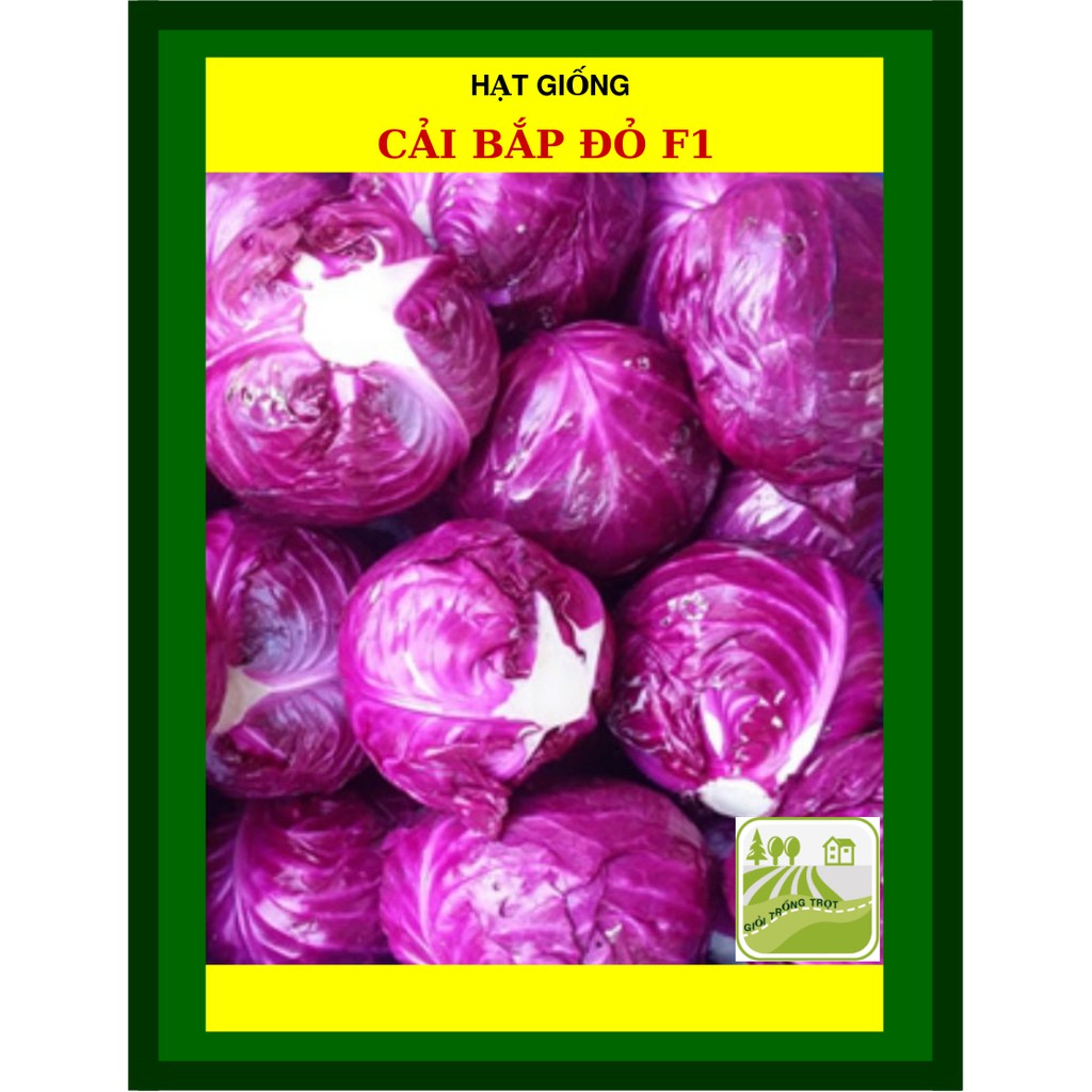 1G - Hạt Giống Cải Bắp Đỏ