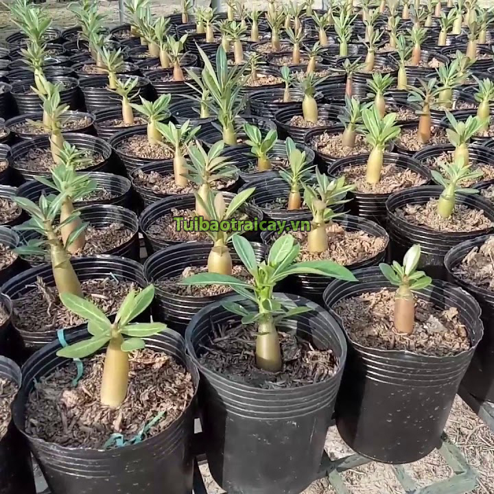 1Kg Chậu nhựa đen 36x30