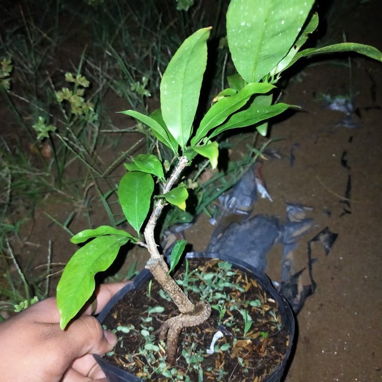 Mai GIỐNG Đại Lộc
