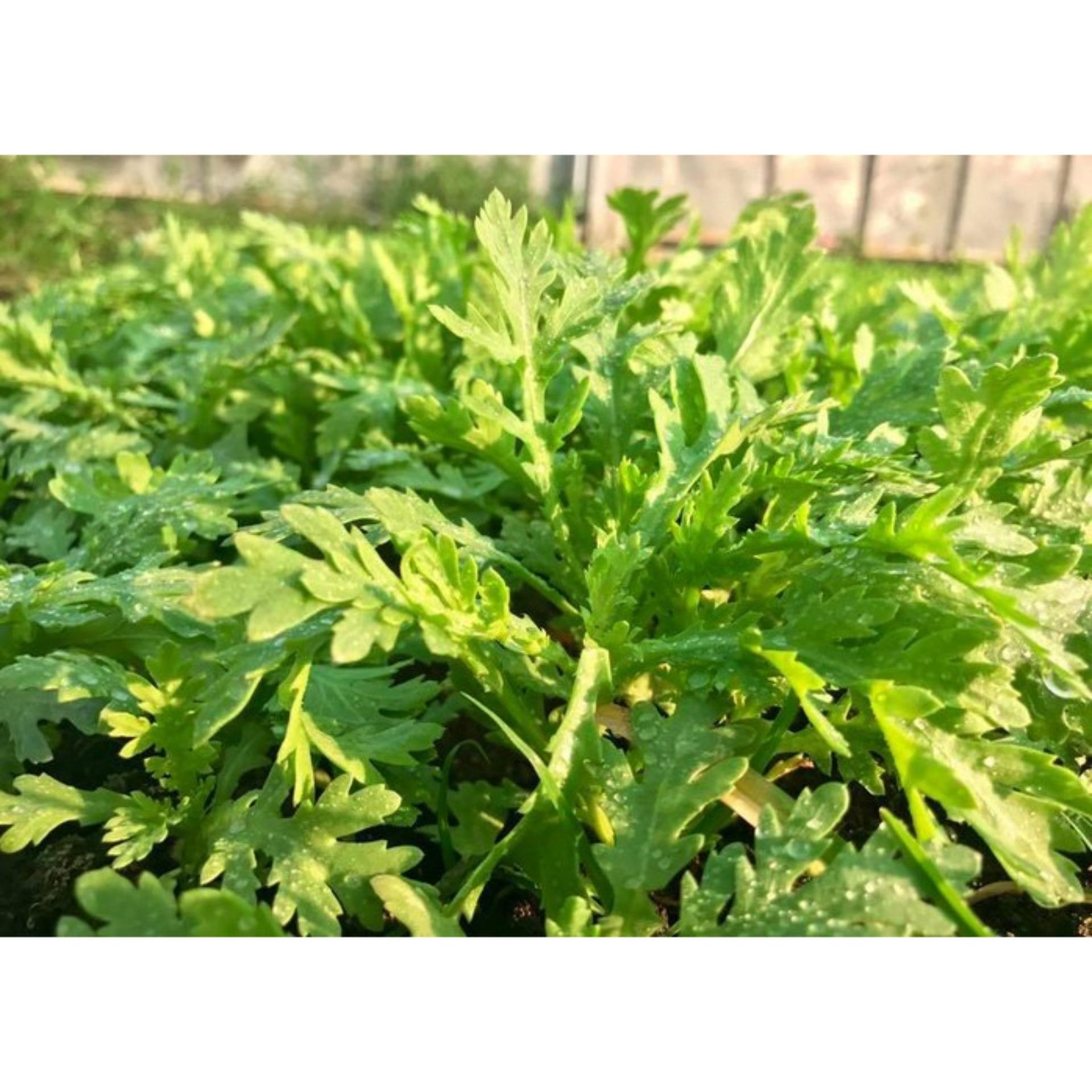 20g Hạt giống Rau tần ô
