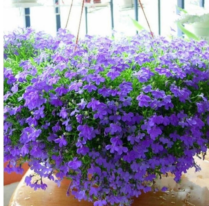Hạt giống hoa Lobelia mix