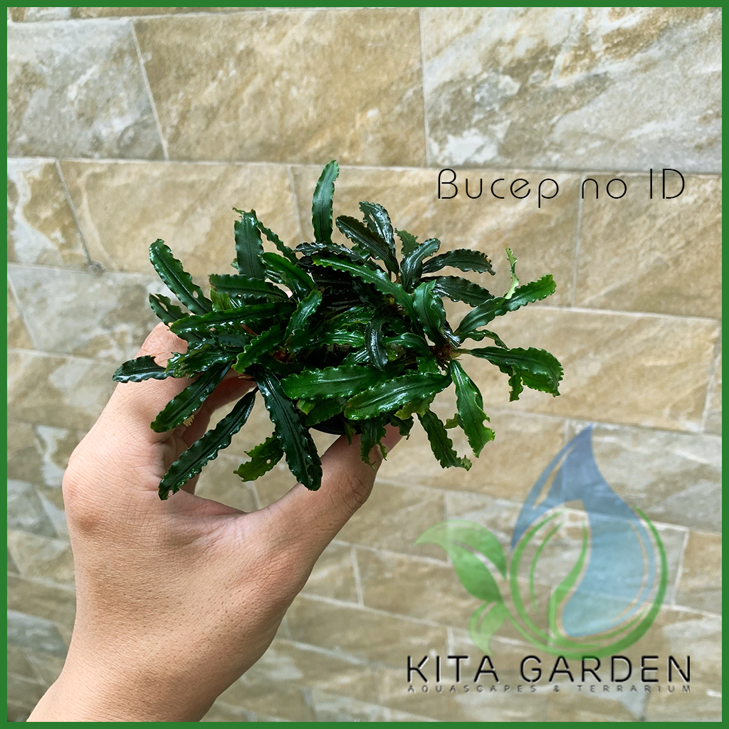 Bucep Tím | Bucephalandra TM | Cây Thủy Sinh Giá Thể