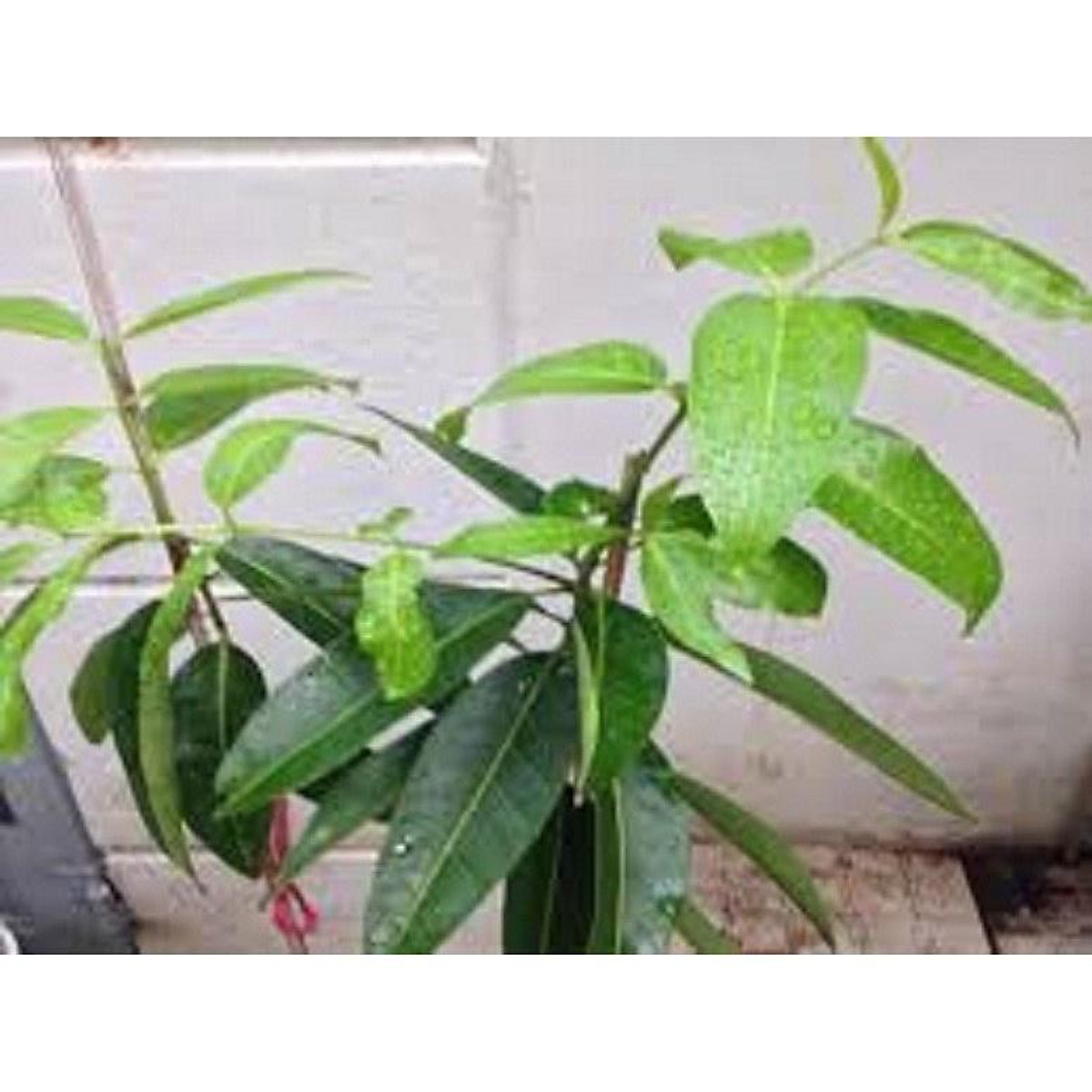 cây lá vối nếp giống