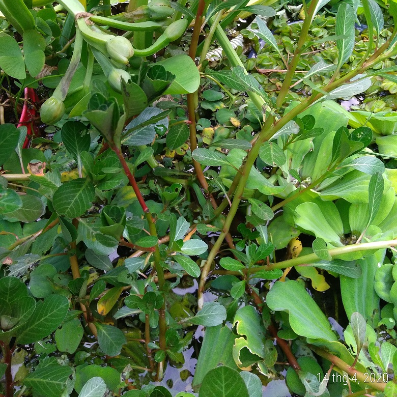Sỉ- Dừa nước khô (dua nuoc kho) 0355276899