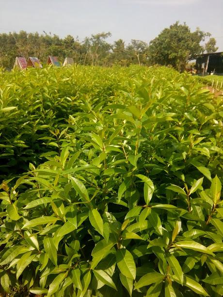 Combo 5 Cây vối nếp - chiều cao 0.6m