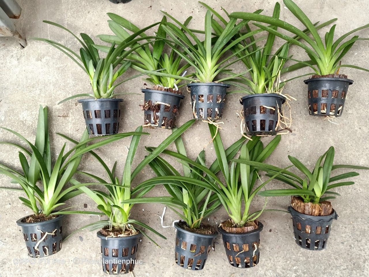 Hoàng Long Thái cây mẹ bản lá Khủng 7cm