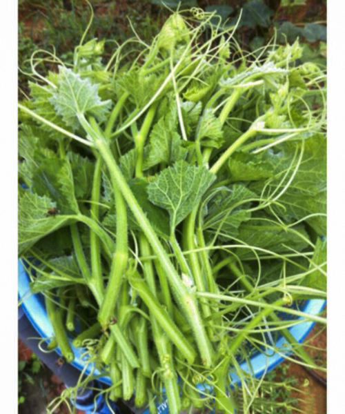 Hạt giống Bí Siêu Ngọn 20 gr