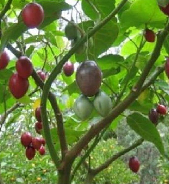 Túi 10 Hạt giống cà chua thân gỗ - VTNT