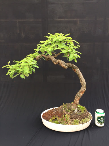 Hạt giống cây me kiểng ngọt bonsai - tặng thêm gói hạt ngẫu nhiên